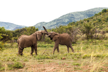 Pilanesburg National Park, South Africa