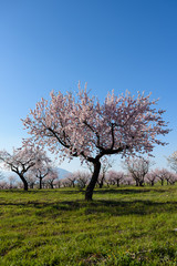 Field with almond blossoms in Almeria, Spain - 139253134