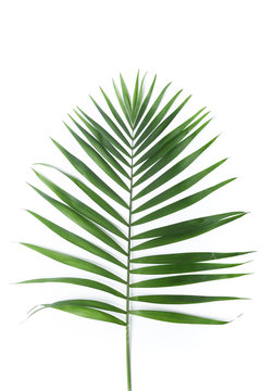 Palm texture