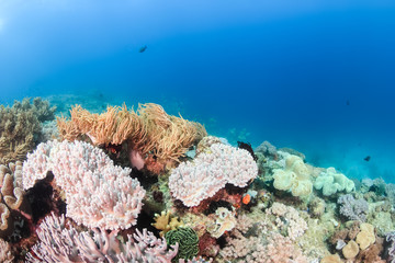 Soft corals on a tropical reef
