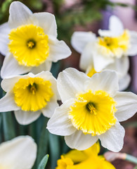 Many open white and yellow daffodil flowers with water drops © Kristina Blokhin