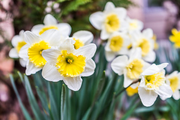 Many open white and yellow daffodil flowers with water drops © Kristina Blokhin