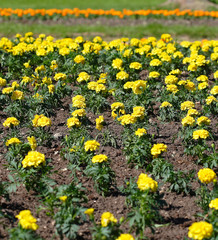 Blooming Yellow Marigolds (Tagetes) flowerbed