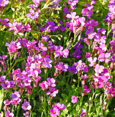 Naklejka premium Purple lobelia flowers