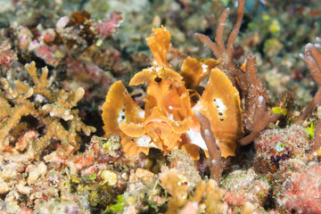 Paddle-Flap Scorpionfish