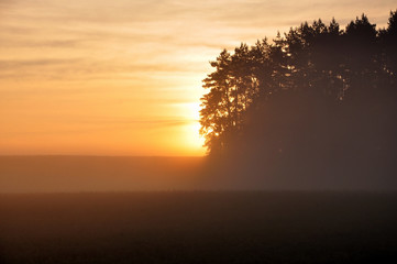 Fototapeta na wymiar Beautiful morning landscape. Coniferous forest and field in the fog against a rising sun.