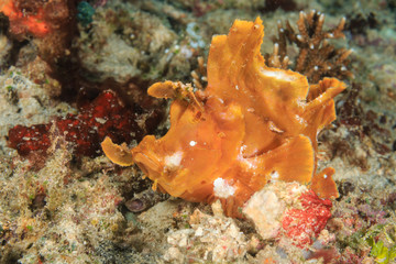 Rhinopias eschmeyeri.  Rare Paddleflap Scorpionfish