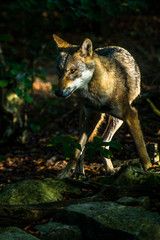 Wolf im Wald mit Sonnenlicht 