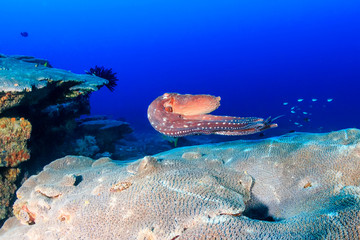 Octopus swimming on a reef