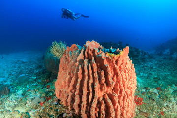 Naklejka na ściany i meble SCUBA diver and large barrel sponge