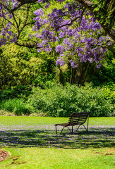Jacaranda in the Royal Botanic gardens Melbourne