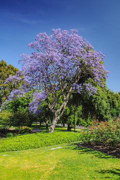 Jacaranda In The Royal Botanic Gardens Melbourne