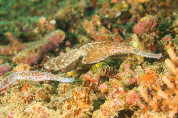 Obraz na płótnie Canvas Pair of Robust Ghost Pipefish camouflaged into the reef