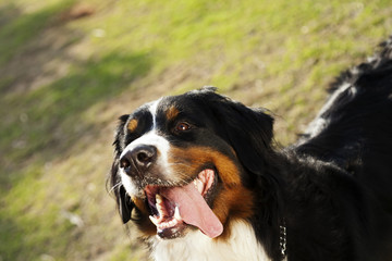 Excited Berner Sennenhund Dog at the Park