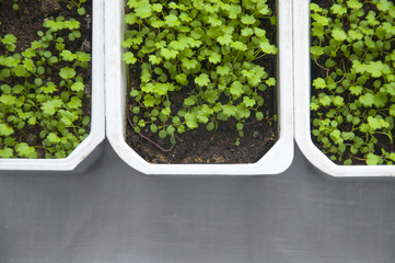 Seedlings of strawberries in a white rectangular plastic container, close-up. Top view.