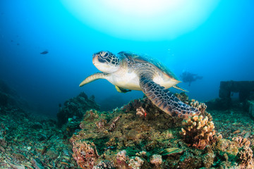 Green Turtle swimming on a reef © whitcomberd