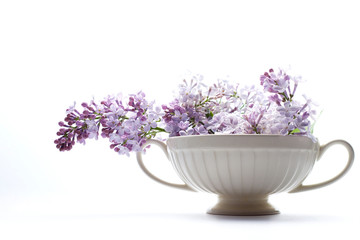 Lilac in a white vase on a white background