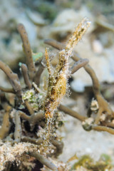 Robust Ghost Pipefish hidden in the grass and coral.