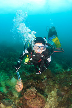 SCUBA diver collecting Crown of Thorns