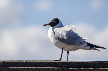 Macro shot of seagull standing on handrail with tousled feathers on windy winter day on cloudy and blue background. Birds are looking for food and fish. Storm is coming, cold weather. frost, wind gust