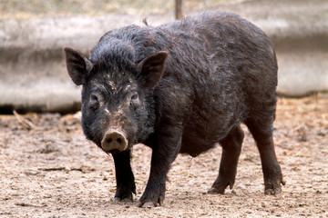  mammal pet pig in a black enclosure