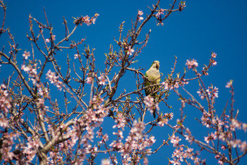 A monk parakeet (Myiopsitta monachus) in an almond tree with flowers