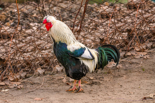 pet on a farm bird rooster