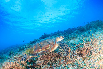 Fototapeta na wymiar Green Turtle swimming over a tropical coral reef