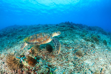 Obraz na płótnie Canvas Green Turtle swimming over a tropical coral reef