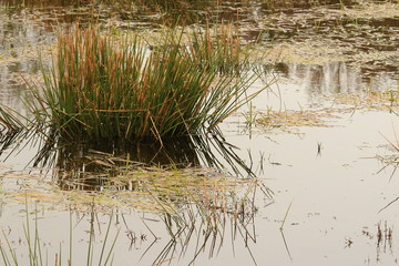 Sumpfgras im Moor