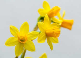 Fototapeta na wymiar Yellow narcissus on white background