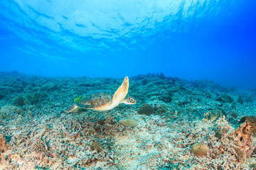 Green Turtle swimming over a tropical coral reef © whitcomberd