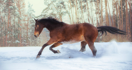 Bay horse galloping on snow on forest background