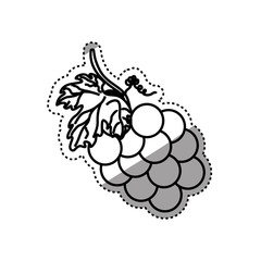 grapes delicious fruit icon vector illustration graphic design