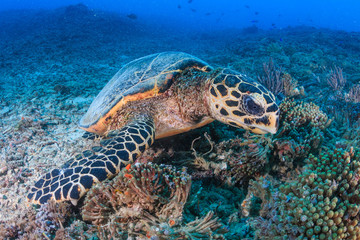 Fototapeta na wymiar Hawksbill Turtle creates a cloud of silt as it feeds on a tropical coral reef