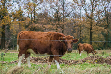 Eine Kuh schaut uns an