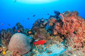 Fototapeta na wymiar Tropical fish on a deep, healthy coral reef