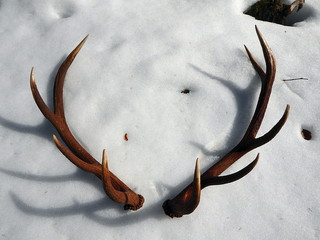 Red deer antlers in the snow