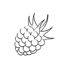 raspberry delicious fruit icon vector illustration graphic design