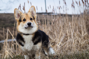 Dog in the grass by the river, lake. Spring season.