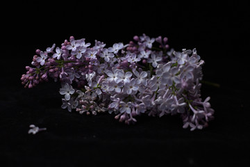 Lilac on a black background