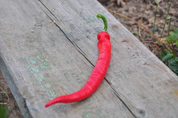 chili peper on the wood