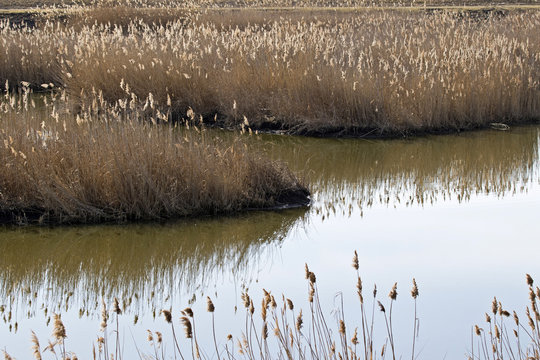 Schilfinsel im Augebiet