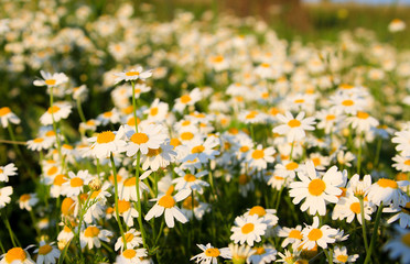 Fototapeta premium beautiful daisy flowers