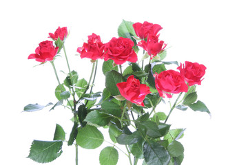 Obraz premium 薔薇