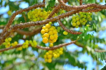 Bunch gooseberry.Phyllanthus acidus, Native gooseberry fruit.