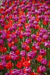 Spring tulips in the garden, spring blossom