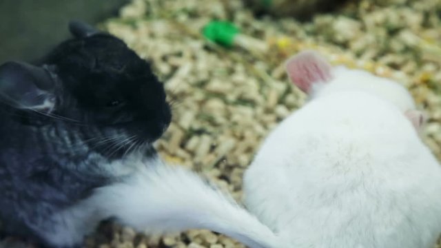 Chinchillas morning bathing