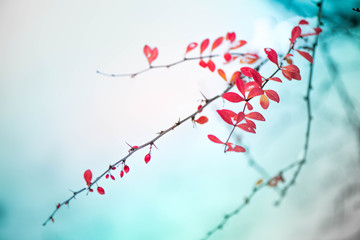 Waiting for the winter. First snow in the middle of autumn. Macro shot of white snow on top of brightly red autumn leaves and berries in barberry bush on snowy and coldly white background

