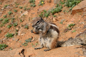 Streifenhörnchen mit Nuss auf Fuerteventura Kanarische Inseln